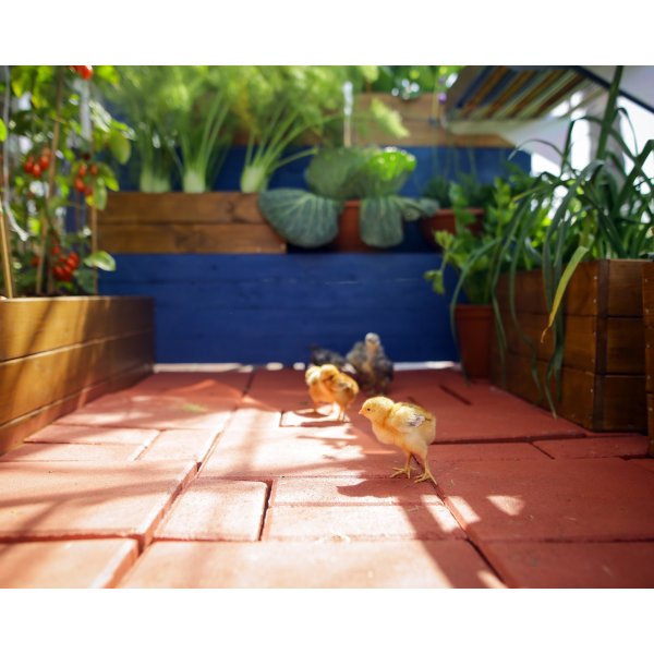 Canopia Mythos Drivhus i Polycarbonat 4,6 m² - Sølv Canopia Mythos Drivhus i Polycarbonat 4,6 m² - Sølv