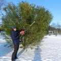 Kundbild Bensindriven häcksax - 75cm: Jag klippte våra häckar på Rödön i...