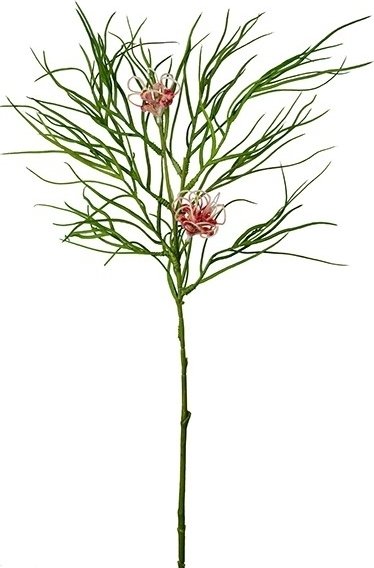 Grevillea konstv�xt