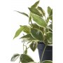 Porslinsblomma konstv�xt - Gr�n
