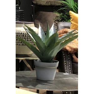 Sunday konstv�xt 45 cm - Alovera
