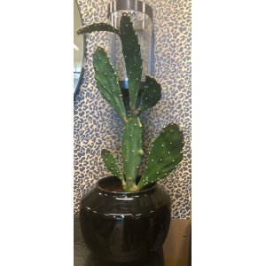 Verde kaktus